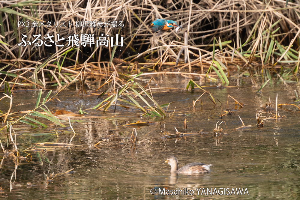 飛騨高山に棲むカワセミの写真。撮影・柳沢雅彦