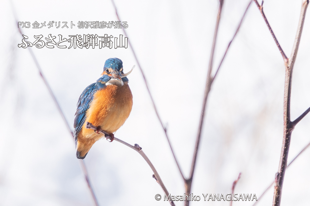 飛騨高山に棲むカワセミの写真。撮影・柳沢雅彦