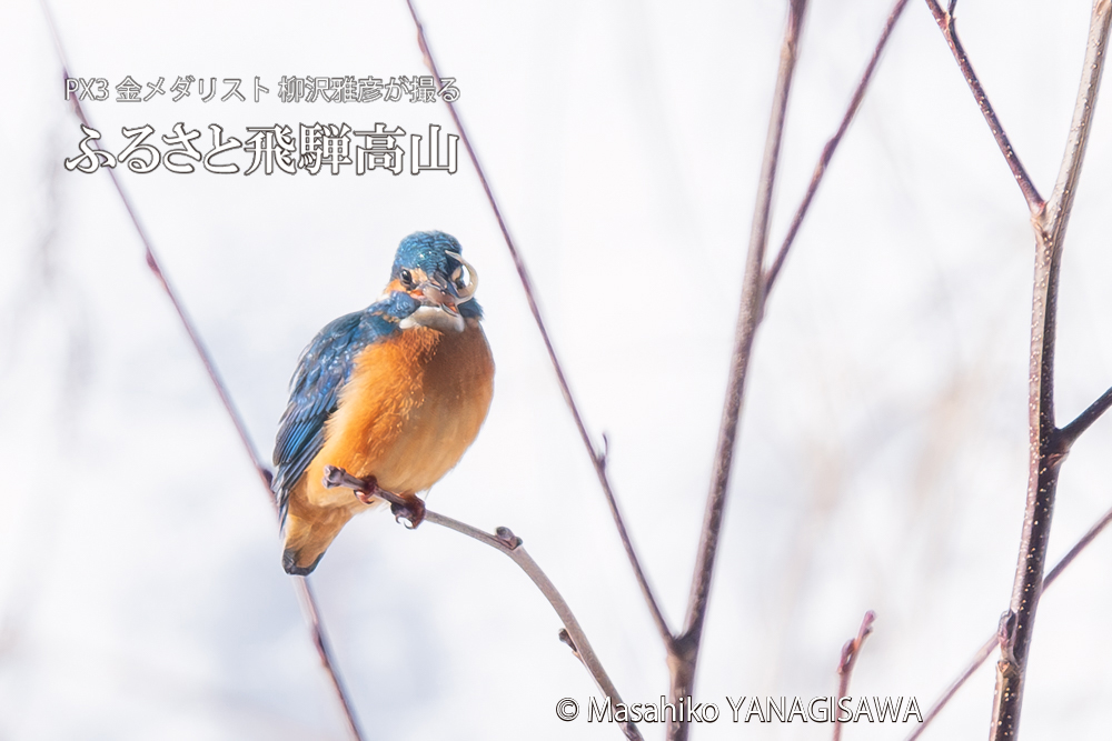 飛騨高山に棲むカワセミの写真。撮影・柳沢雅彦