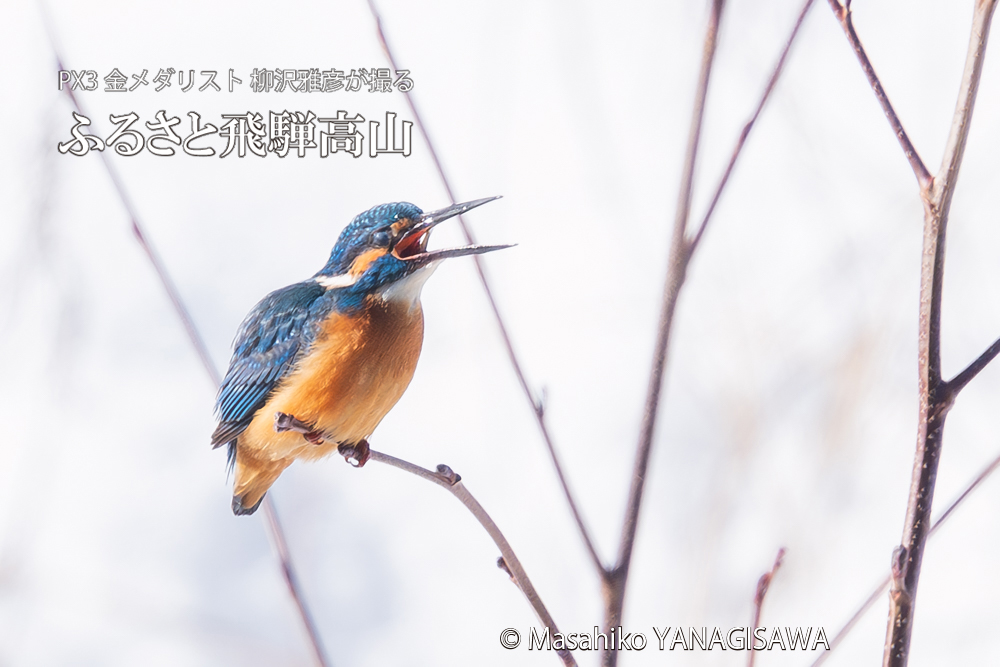 飛騨高山に棲むカワセミの写真。撮影・柳沢雅彦