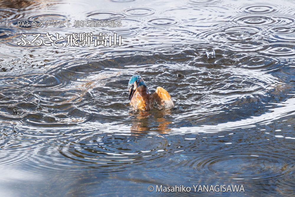 飛騨高山に棲むカワセミの写真。撮影・柳沢雅彦