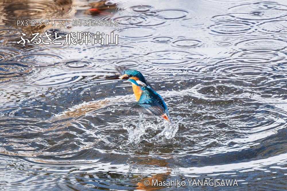 飛騨高山に棲むカワセミの写真。撮影・柳沢雅彦