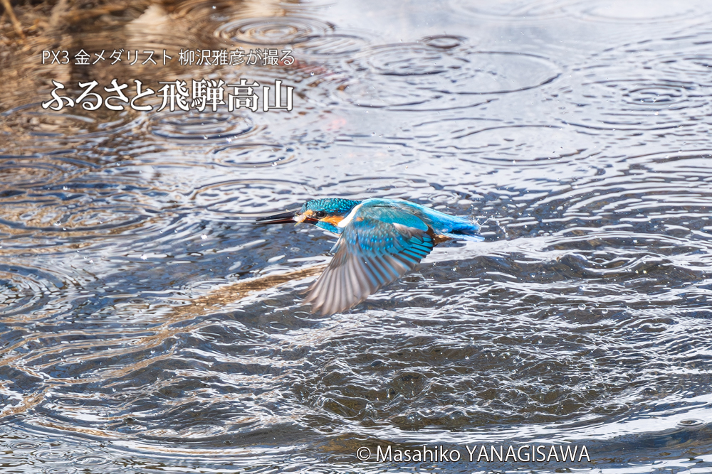 飛騨高山に棲むカワセミの写真。撮影・柳沢雅彦