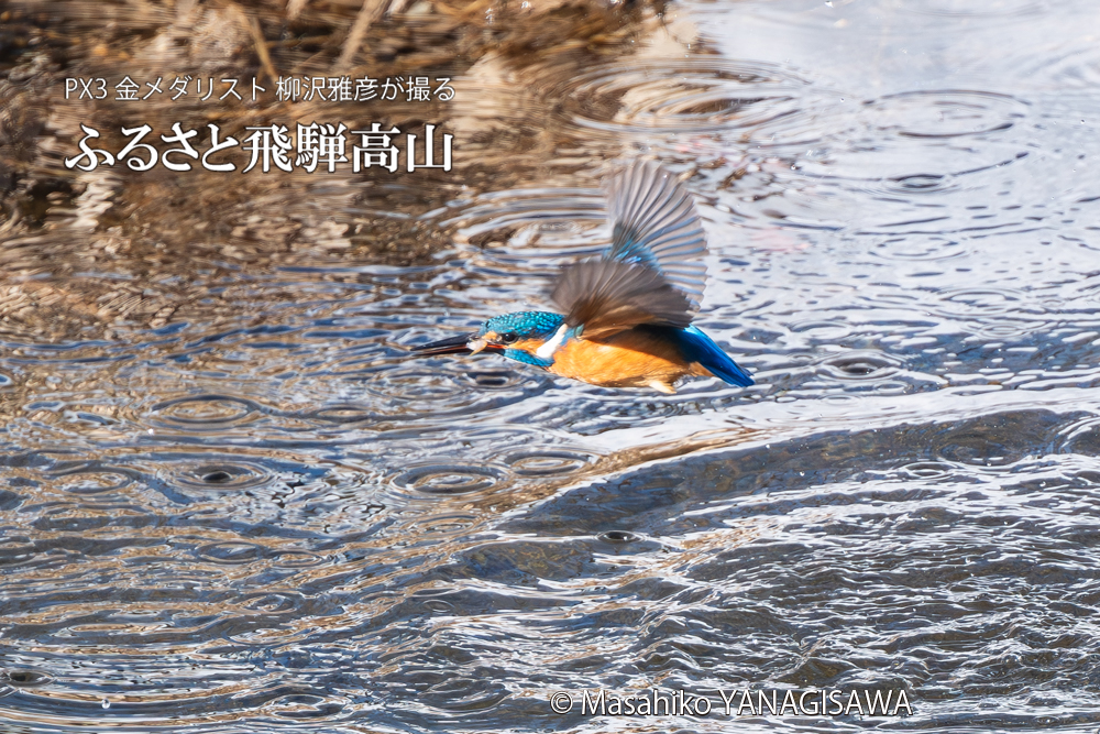 飛騨高山に棲むカワセミの写真。撮影・柳沢雅彦