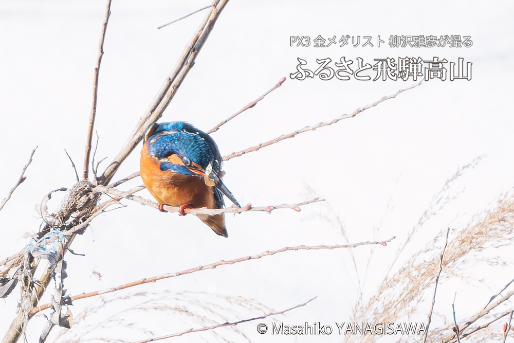 飛騨高山に棲むカワセミの写真。撮影・柳沢雅彦