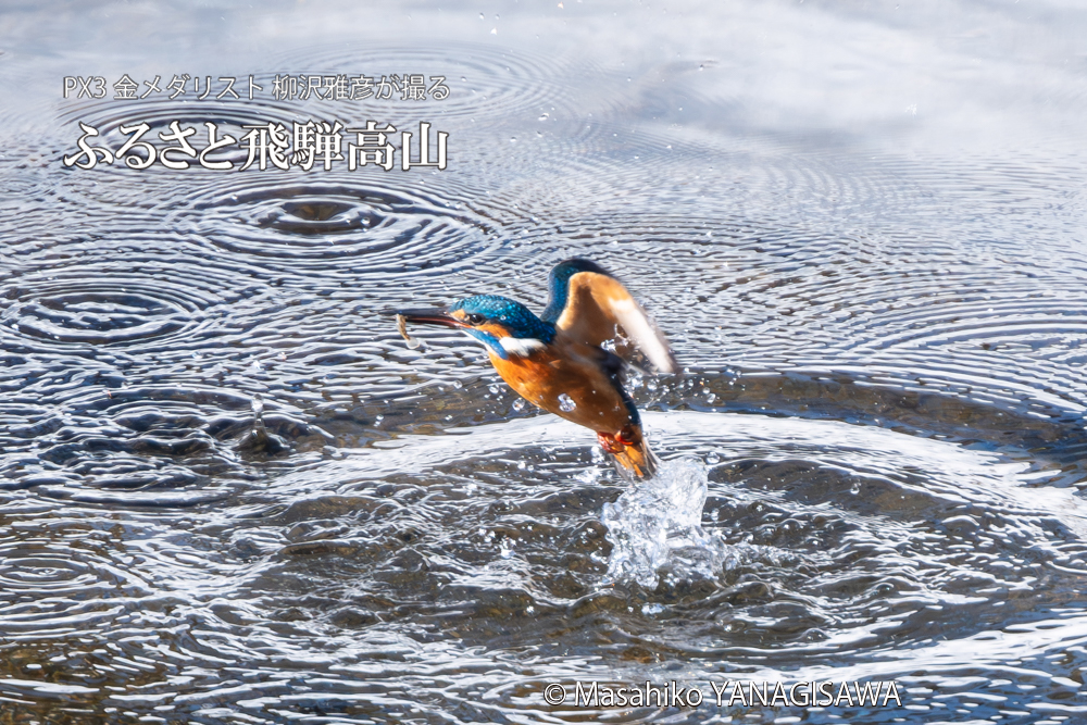 飛騨高山に棲むカワセミの写真。撮影・柳沢雅彦
