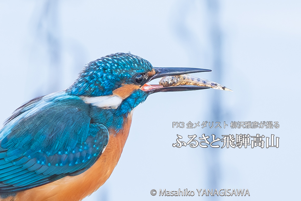 飛騨高山に棲むカワセミの写真。撮影・柳沢雅彦