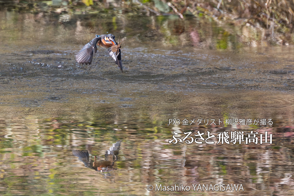 飛騨高山に棲むカワセミの写真。撮影・柳沢雅彦