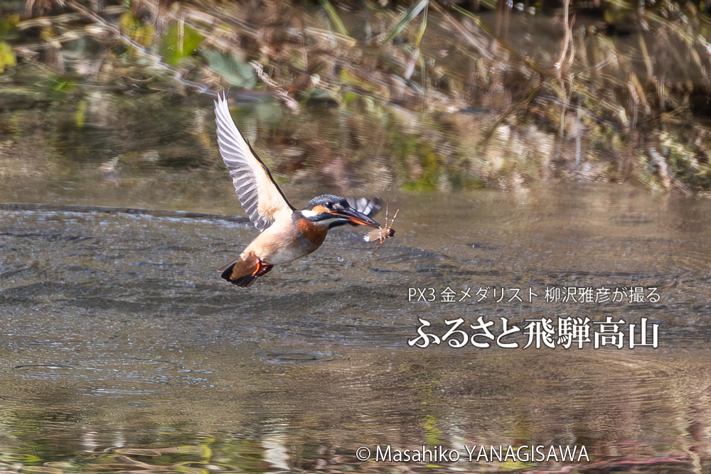 飛騨高山に棲むカワセミの写真。撮影・柳沢雅彦