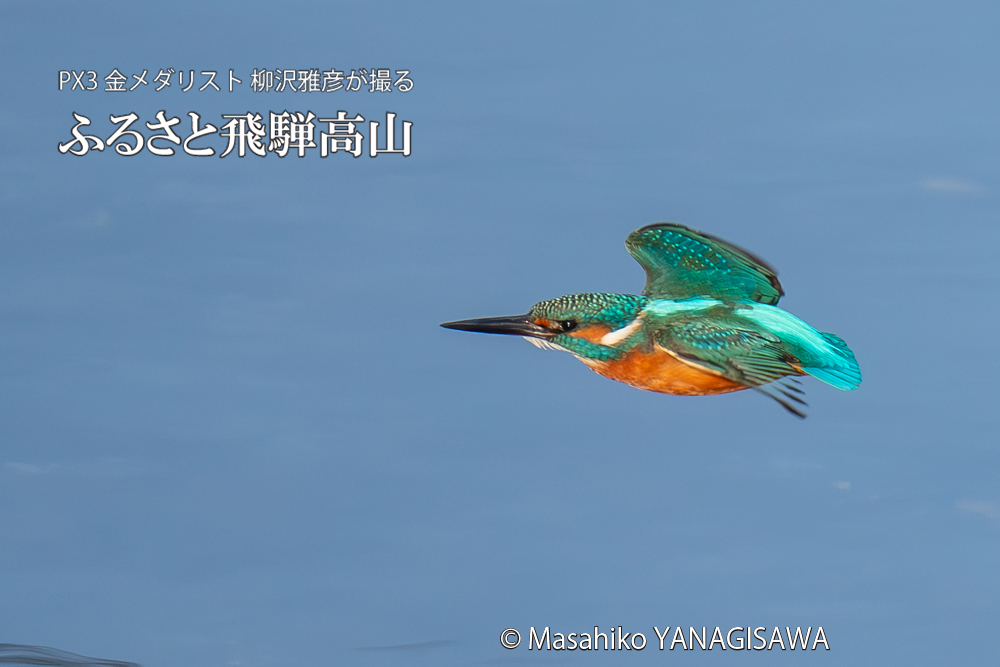 飛騨高山に棲むカワセミの写真。撮影・柳沢雅彦