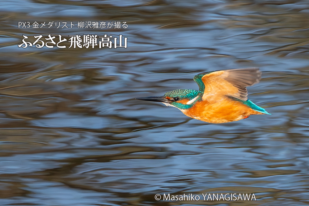 飛騨高山に棲むカワセミの写真。撮影・柳沢雅彦