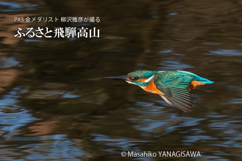 飛騨高山に棲むカワセミの写真。撮影・柳沢雅彦
