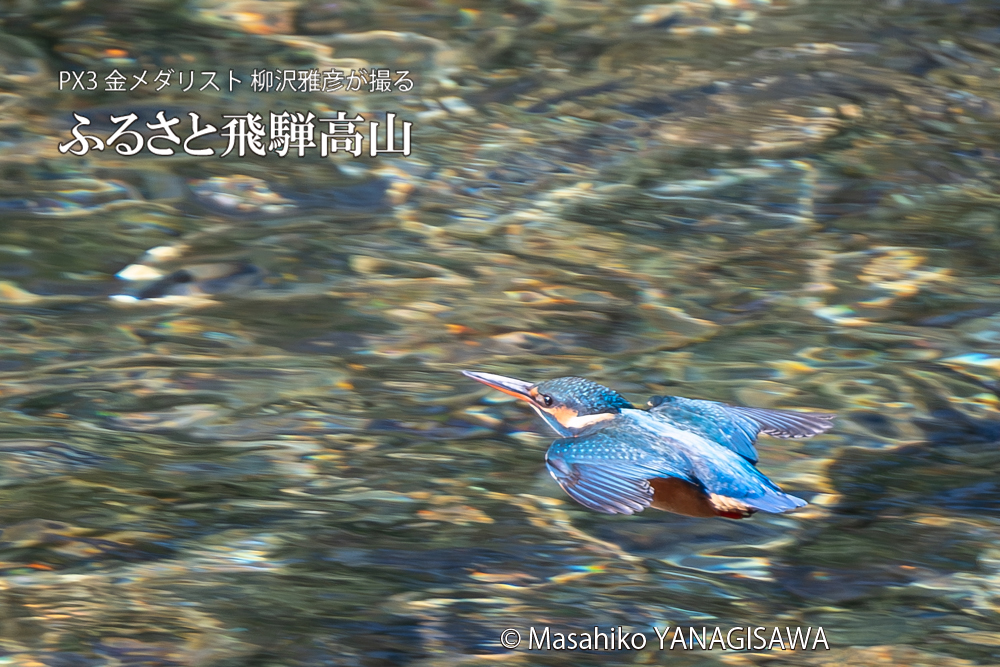 飛騨高山に棲むカワセミの写真。撮影・柳沢雅彦