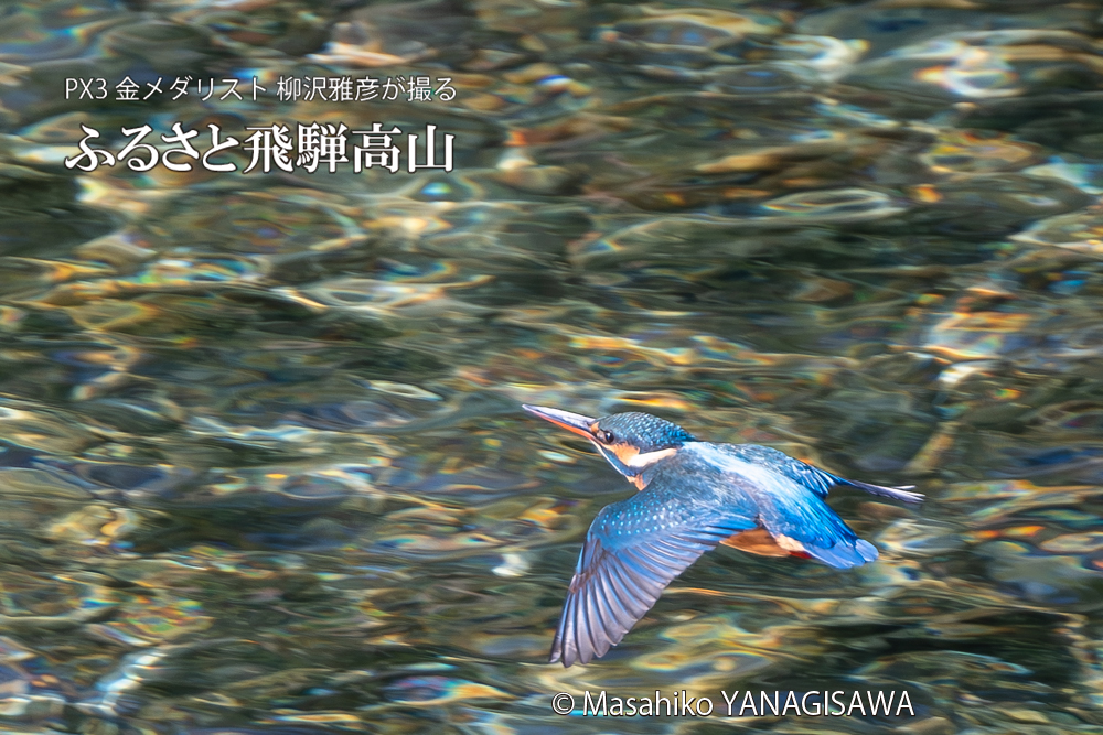飛騨高山に棲むカワセミの写真。撮影・柳沢雅彦