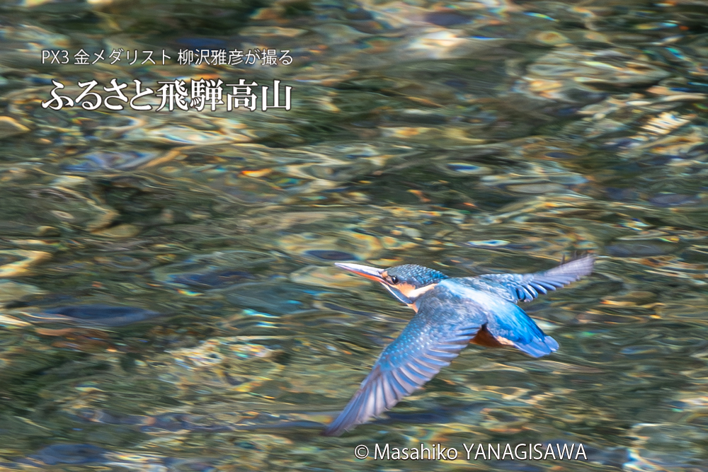 飛騨高山に棲むカワセミの写真。撮影・柳沢雅彦