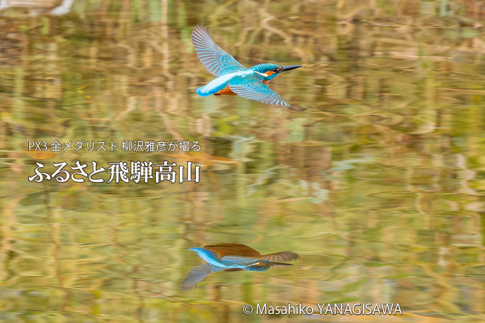 飛騨高山に棲むカワセミの写真。撮影・柳沢雅彦