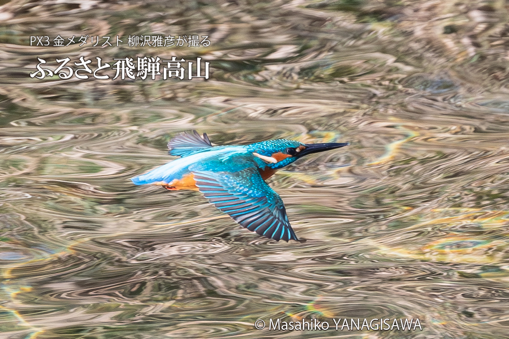 飛騨高山に棲むカワセミの写真。撮影・柳沢雅彦