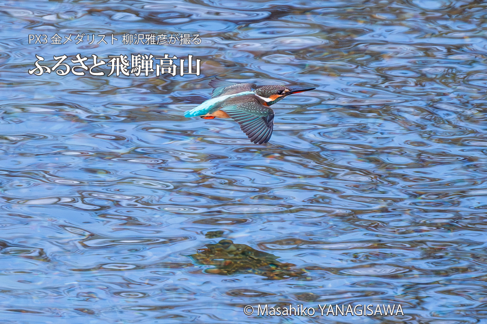 飛騨高山に棲むカワセミの写真。撮影・柳沢雅彦