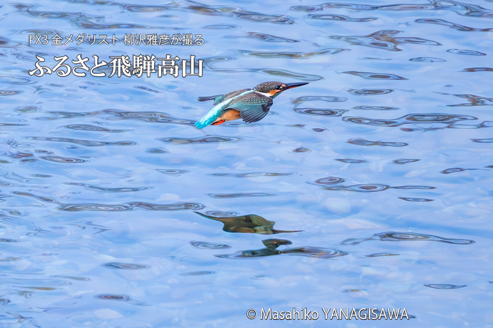 飛騨高山に棲むカワセミの写真。撮影・柳沢雅彦