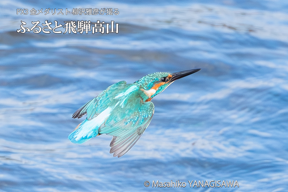 飛騨高山に棲むカワセミの写真。撮影・柳沢雅彦