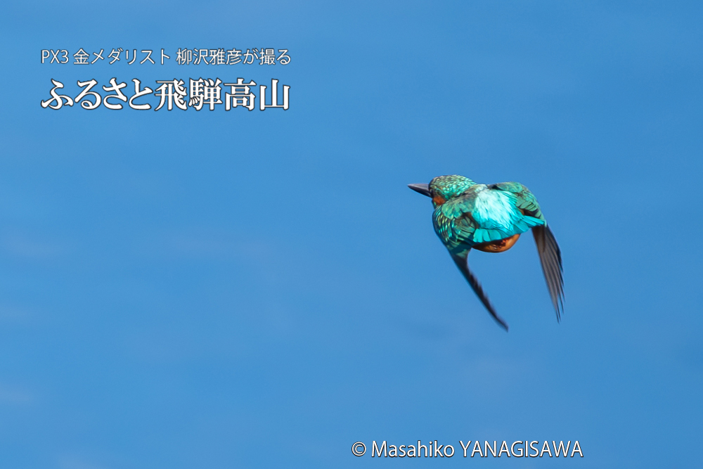 飛騨高山に棲むカワセミの写真。撮影・柳沢雅彦