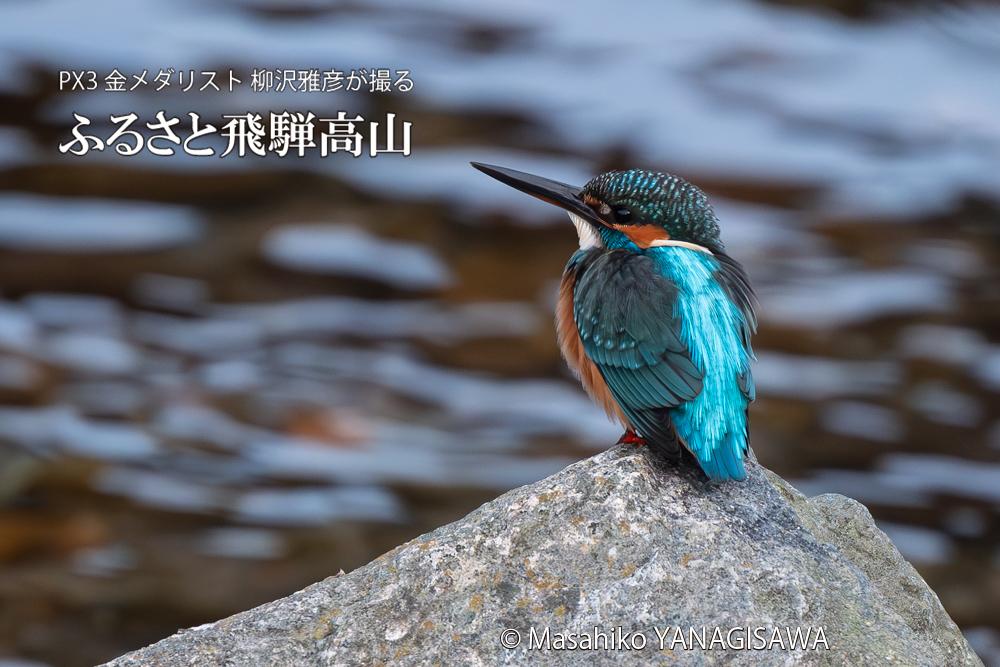飛騨高山に棲むカワセミの写真。撮影・柳沢雅彦