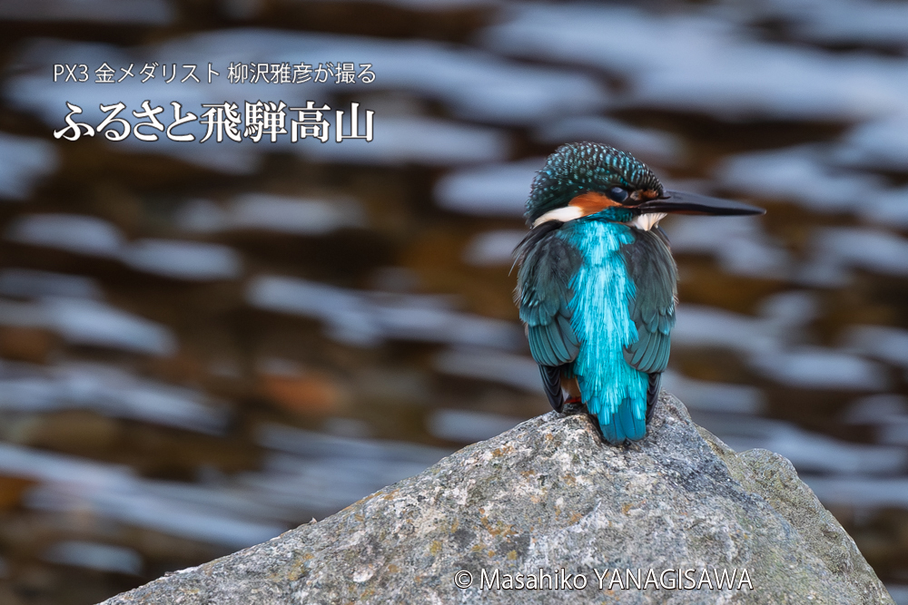 飛騨高山に棲むカワセミの写真。撮影・柳沢雅彦