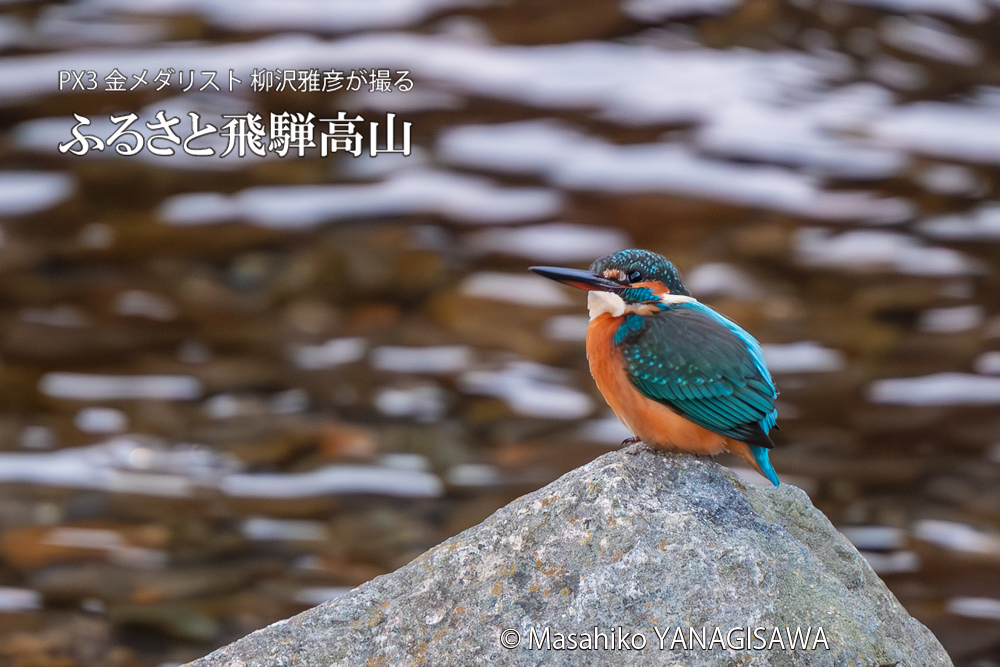 飛騨高山に棲むカワセミの写真。撮影・柳沢雅彦