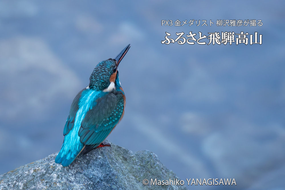 飛騨高山に棲むカワセミの写真。撮影・柳沢雅彦
