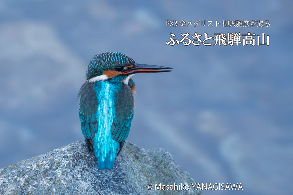 飛騨高山に棲むカワセミの写真。撮影・柳沢雅彦