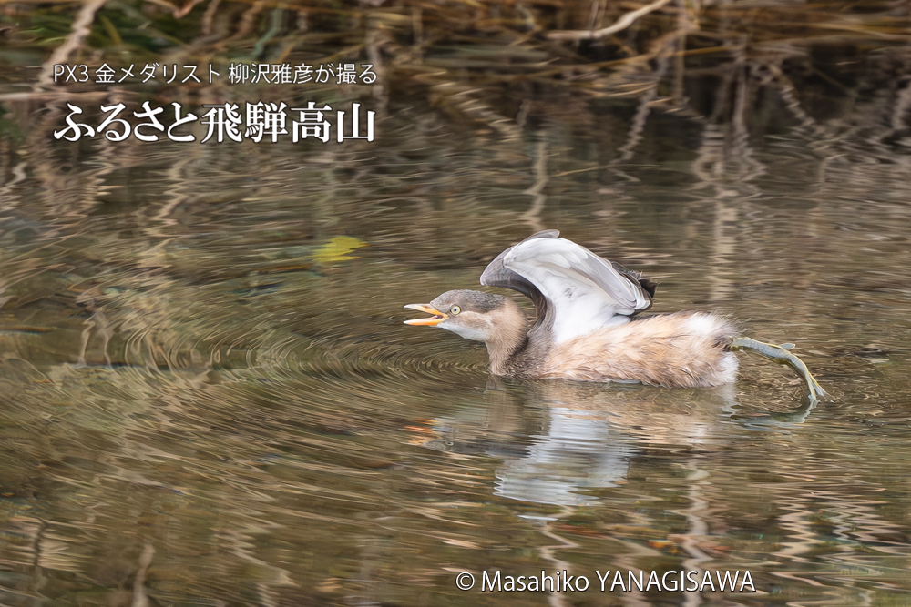 飛騨高山に棲むカイツブリの写真。撮影・柳沢雅彦