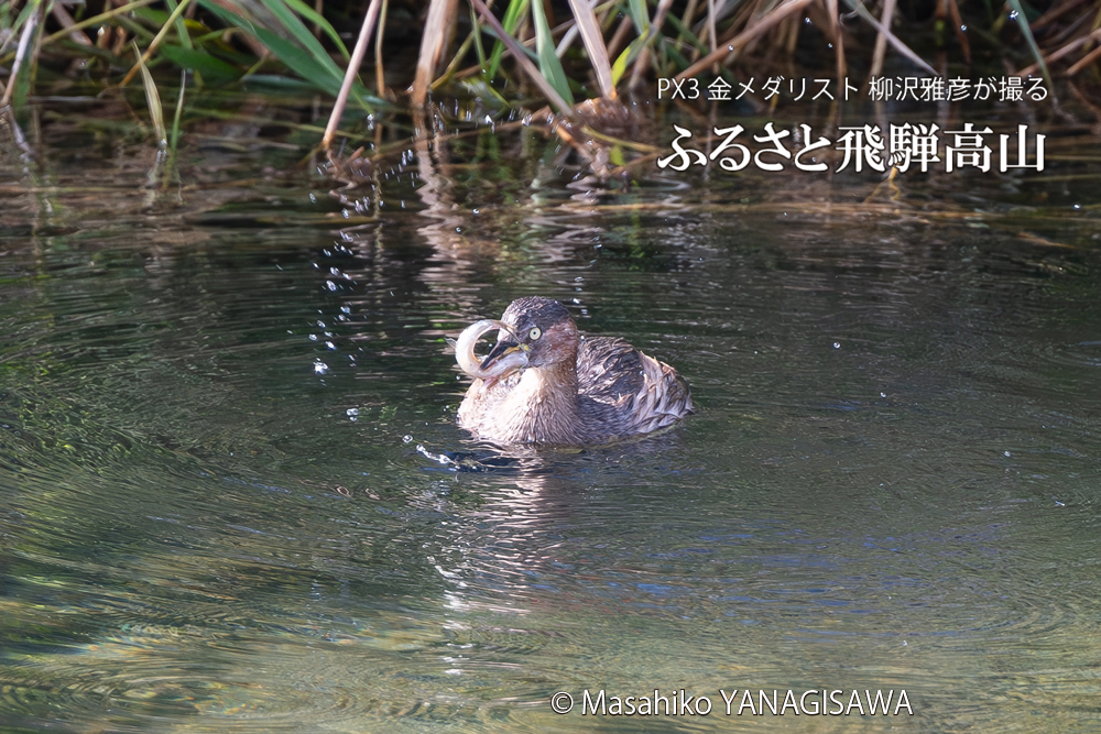 飛騨高山に棲むカイツブリの写真。撮影・柳沢雅彦