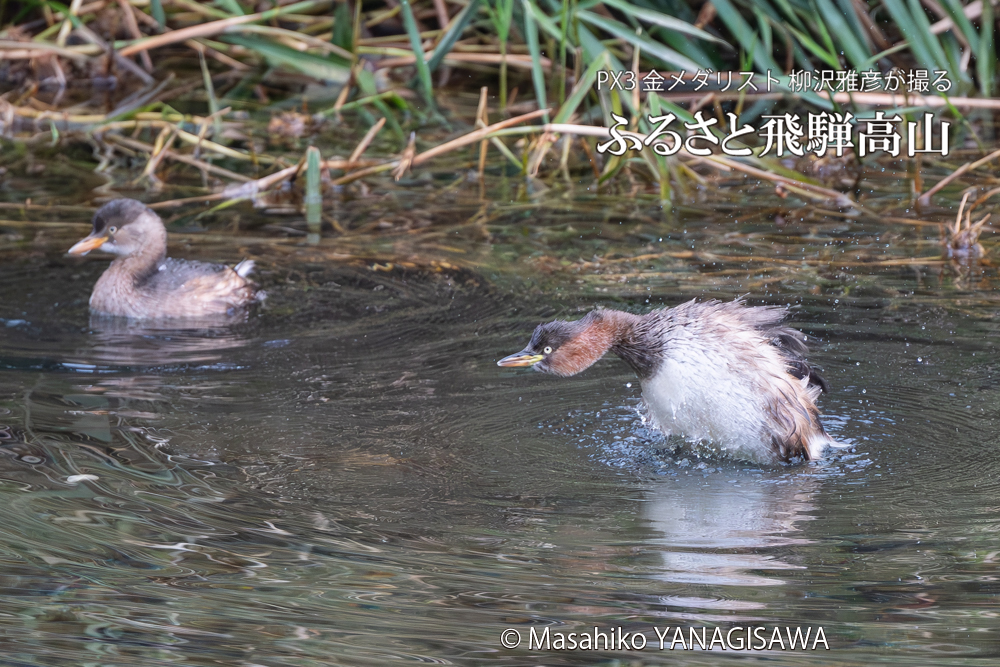 飛騨高山に棲むカイツブリの写真。撮影・柳沢雅彦