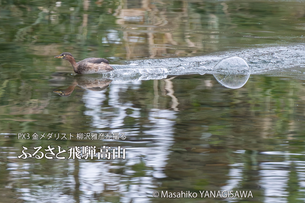 飛騨高山に棲むカイツブリの写真。撮影・柳沢雅彦