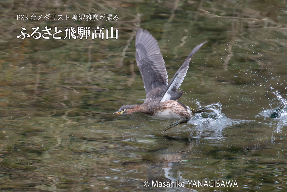 飛騨高山に棲むカイツブリの写真。撮影・柳沢雅彦
