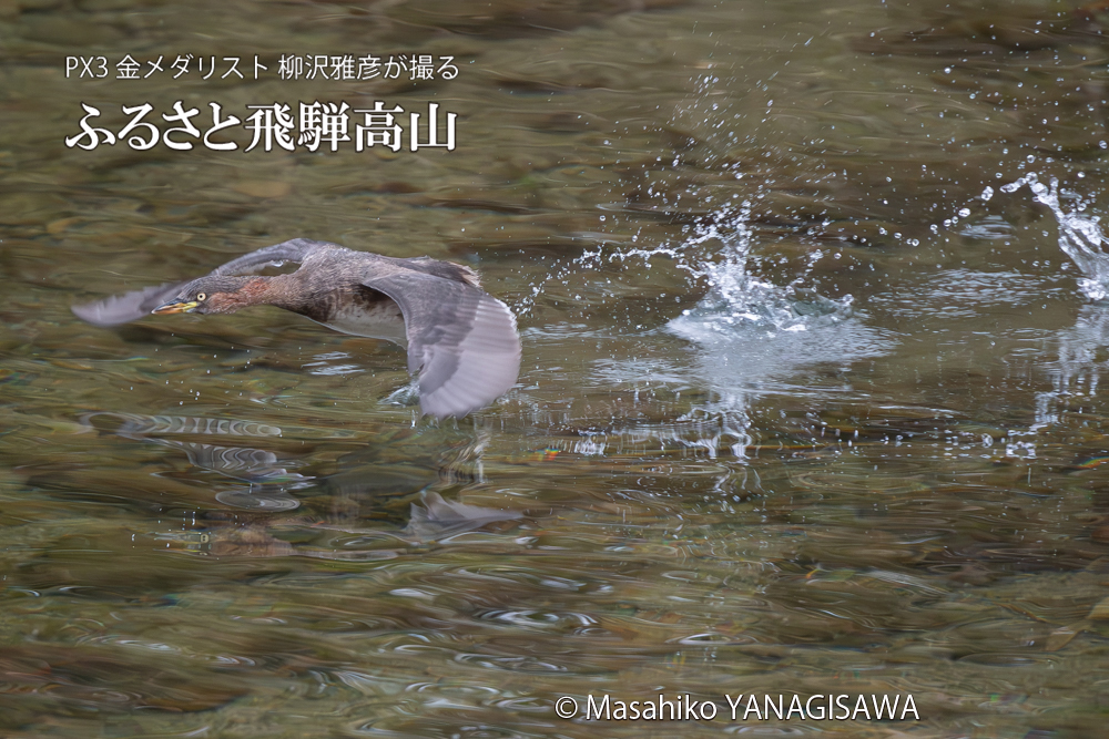 飛騨高山に棲むカイツブリの写真。撮影・柳沢雅彦