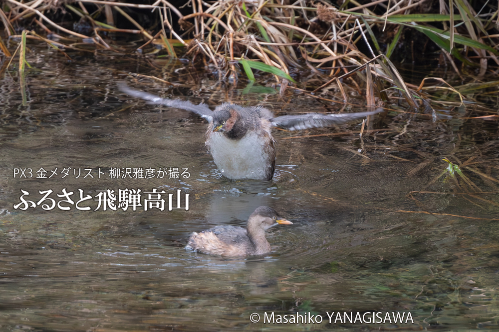 飛騨高山に棲むカイツブリの写真。撮影・柳沢雅彦