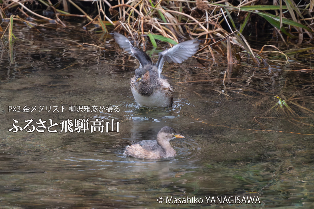飛騨高山に棲むカイツブリの写真。撮影・柳沢雅彦