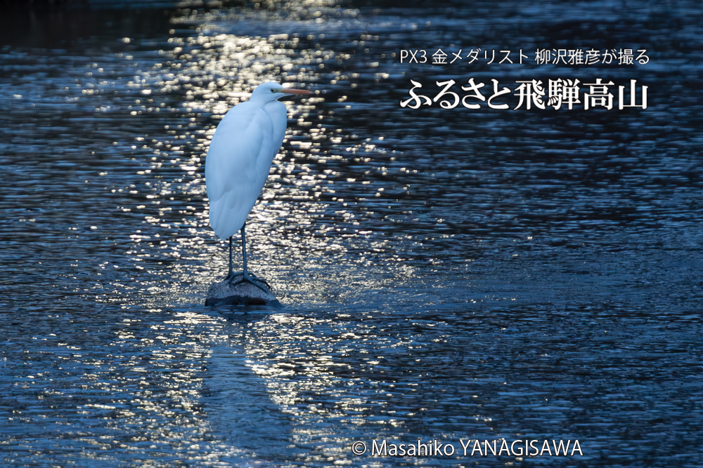 飛騨高山に棲むサギの写真。撮影・柳沢雅彦