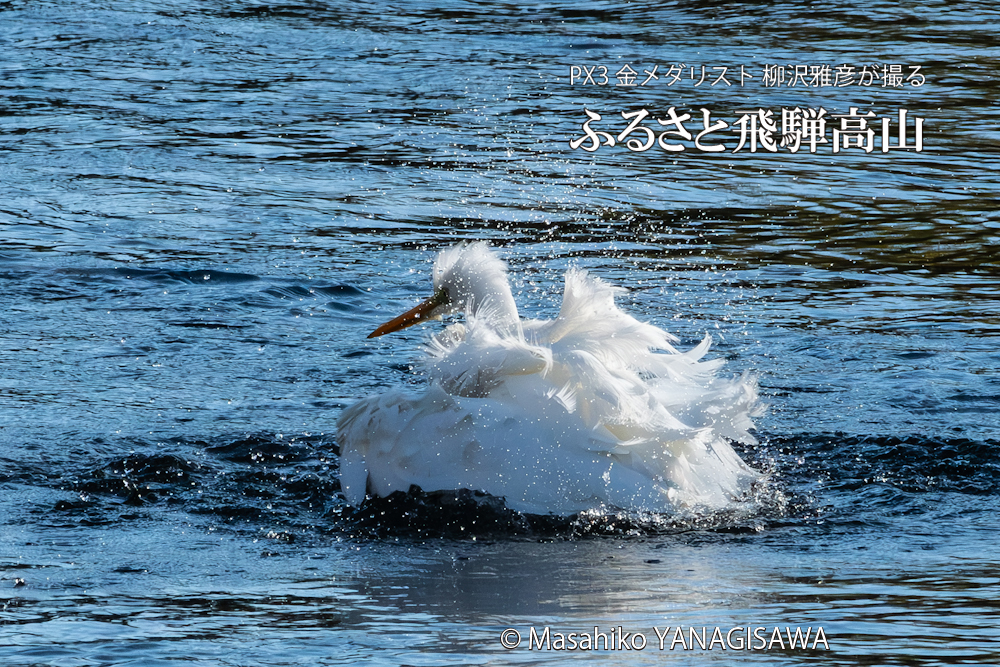 飛騨高山に棲むサギの写真。撮影・柳沢雅彦