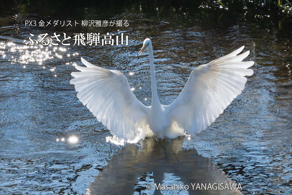 飛騨高山に棲むサギの写真。撮影・柳沢雅彦