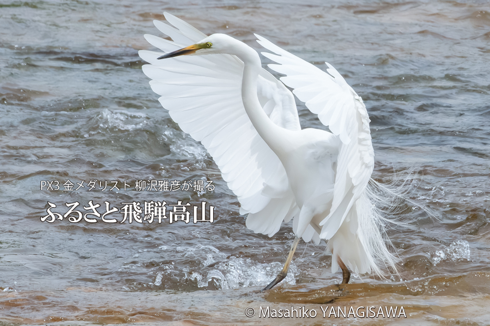 飛騨高山に棲むサギの写真。撮影・柳沢雅彦