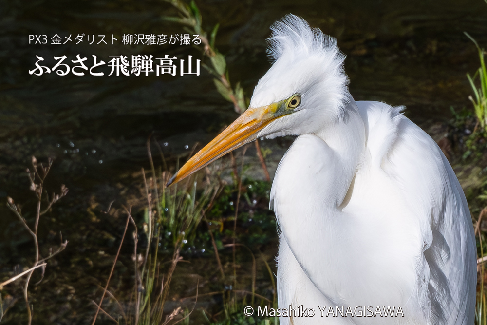 飛騨高山に棲むサギの写真。撮影・柳沢雅彦
