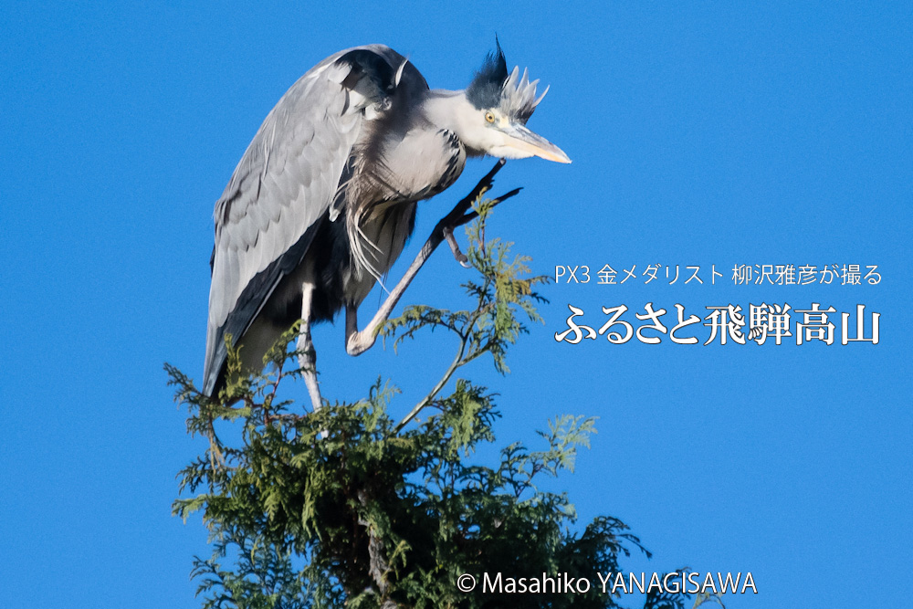 飛騨高山に棲むサギの写真。撮影・柳沢雅彦