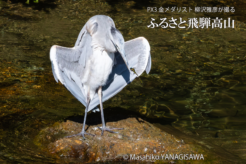 飛騨高山に棲むサギの写真。撮影・柳沢雅彦