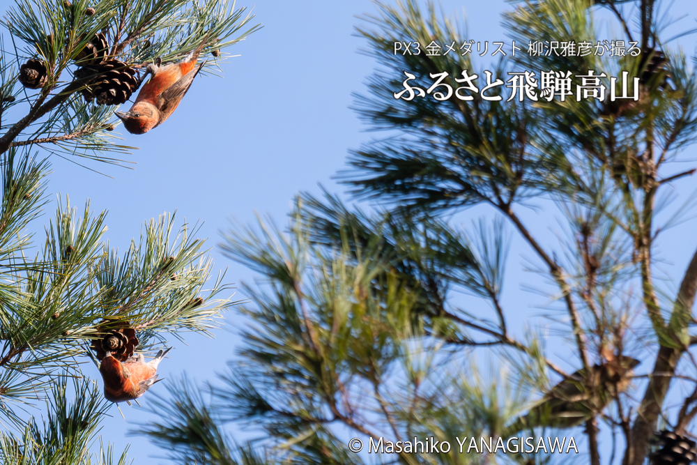 飛騨高山に棲むイスカの写真。撮影・柳沢雅彦