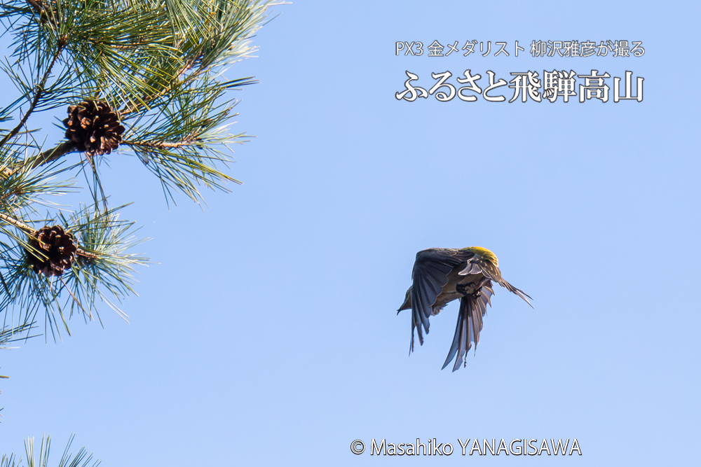 飛騨高山に棲むイスカの写真。撮影・柳沢雅彦