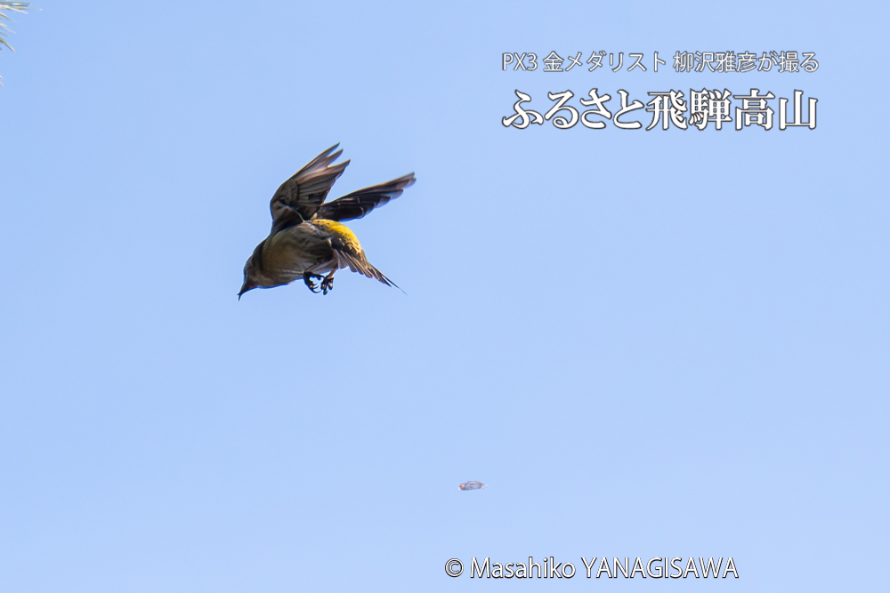 飛騨高山に棲むイスカの写真。撮影・柳沢雅彦
