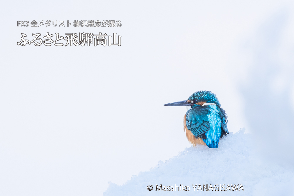 飛騨高山に棲むカワセミの写真。撮影・柳沢雅彦