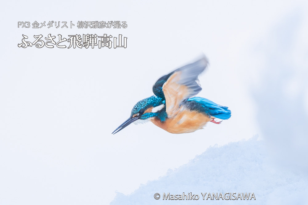 飛騨高山に棲むカワセミの写真。撮影・柳沢雅彦
